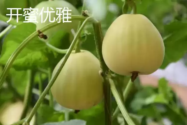 图片[13]-南方甜瓜种植品种优选：香妃、橙露、羊角蜜的种植指南-会东网