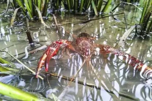 分析养虾利润与成本风险的方法和重点？分析养虾利润与成本风险要做好哪些细节？插图4
