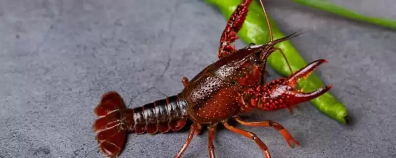 小龙虾生活习性的要点和解读？了解小龙虾生活习性需关注哪些关键信息？-会东网