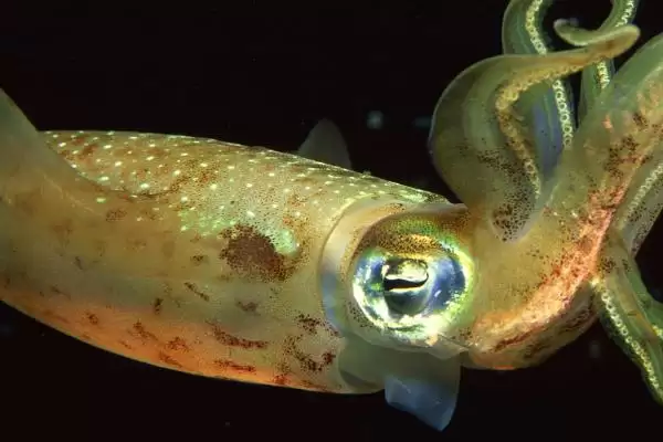 乌贼动物属性的要点和解读?解读乌贼动物属性需注意什么?插图2 乌贼动物属性的要点和解读?解读乌贼动物属性需注意什么?插图2