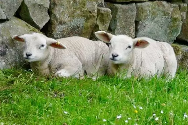 小羊养殖的注意事项和要点?养殖小羊需关注哪些关键问题?插图4 小羊养殖的注意事项和要点?养殖小羊需关注哪些关键问题?插图4