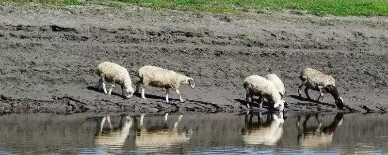 养羊饮水要点的方法和重点?养羊饮水要点要做好哪些细节?-会东网