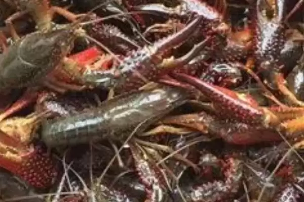 三月份就有小龙虾了吗？判断三月份有无小龙虾要考虑哪些因素？插图1