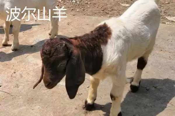 图片[9]-南方养羊品种推荐：黑山羊、南江黄羊、黄淮山羊的优势-会东网