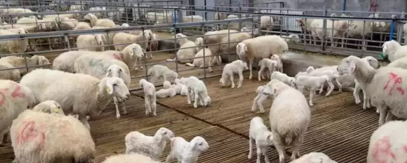 了解羊一年繁殖次数的方法和重点?了解羊一年繁殖次数要做好哪些细节?插图 了解羊一年繁殖次数的方法和重点?了解羊一年繁殖次数要做好哪些细节?插图