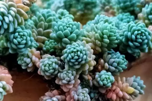 图片[9]-鱼子酱与洛可可、泡泡糖、达芙妮有何区别？鱼子酱知识与养鱼重点？-会东网