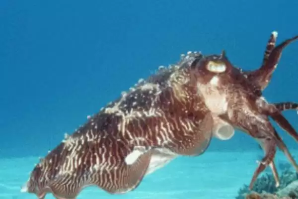 乌贼动物属性的要点和解读?解读乌贼动物属性需注意什么?插图3 乌贼动物属性的要点和解读?解读乌贼动物属性需注意什么?插图3