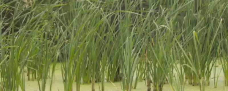 苦草的植物属性 ,苦草为什么是多年生植物呢?-会东网