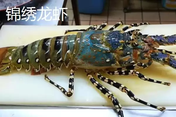 锦绣龙虾的产地 ,锦绣龙虾在我国主产于哪里呢插图2 锦绣龙虾的产地 ,锦绣龙虾在我国主产于哪里呢插图2