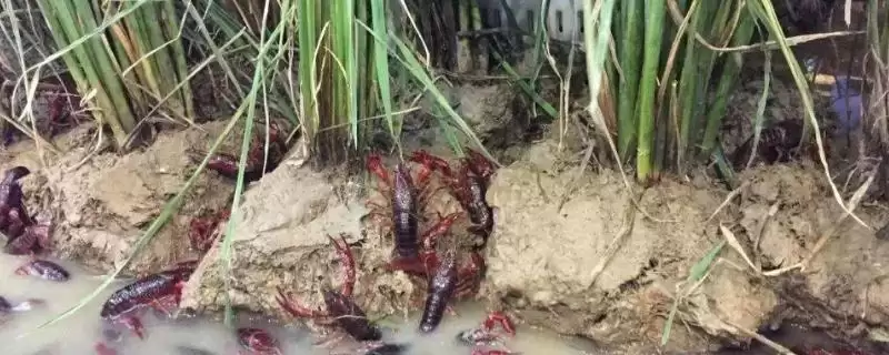 认识养殖小龙虾模式的方法和重点?认识养殖小龙虾模式要做好哪些细节?-会东网