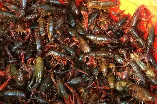 小龙虾养殖的方法和要点？养殖小龙虾要掌握哪些关键技术步骤？插图2