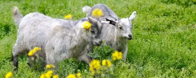 小羊每天牛奶摄入量的要点和判断?确定小羊牛奶量需考虑哪些因素?-会东网
