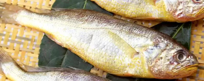 小黄鱼简介有哪些?小黄鱼知识科普与养鱼重点细节讲解?-会东网