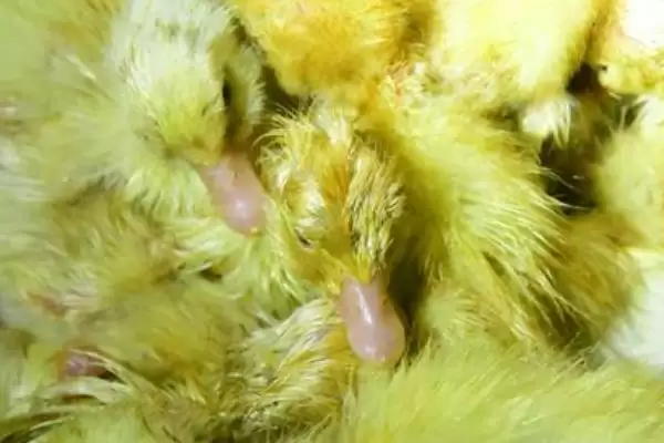 小鸭子需保温天数的要点和判断?确定小鸭子保温时长需考虑哪些因素?插图1 小鸭子需保温天数的要点和判断?确定小鸭子保温时长需考虑哪些因素?插图1