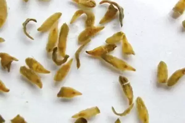 图片[6]-小龙虾的来源是哪里？小龙虾来源知识与养鱼方法要点讲解？-会东网