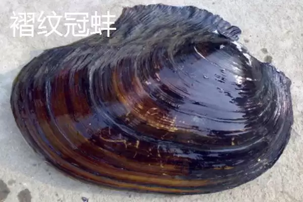 图片[3]-圆顶珠蚌产地在哪？圆顶珠蚌产地知识与养鱼要点？-会东网