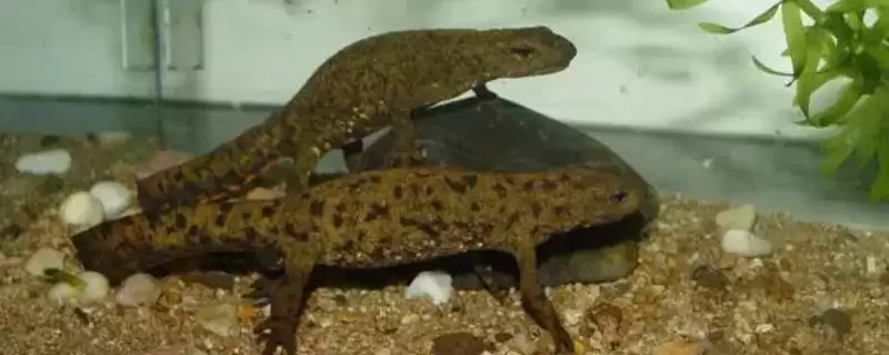 蝾螈吃什么东西?喂养蝾螈要选择哪些合适的食物种类?-会东网
