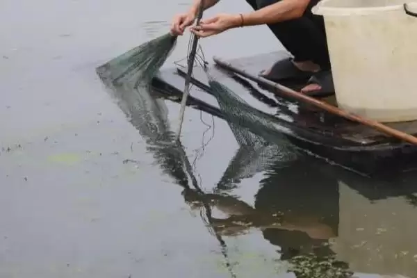 养虾的方法和重点?养虾要做好哪些细节?插图3 养虾的方法和重点?养虾要做好哪些细节?插图3