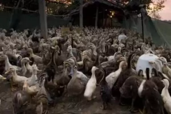 图片[8]-防治鸭病毒性肝炎的方法和重点？防治鸭病毒性肝炎要做好哪些细节？-会东网