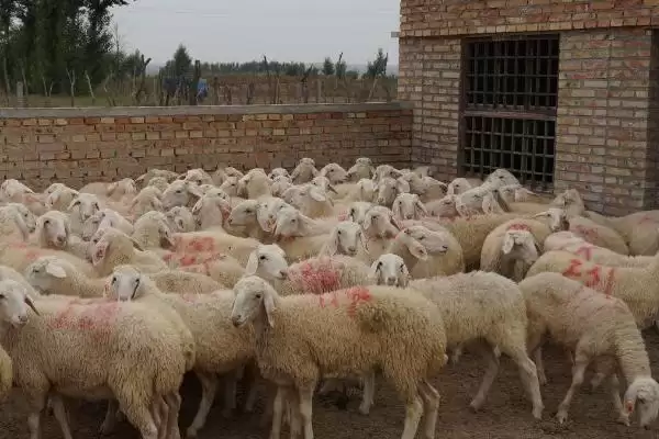 图片[2]-建设标准化养羊场的原则 ,建设羊场有哪些标准化原则-会东网