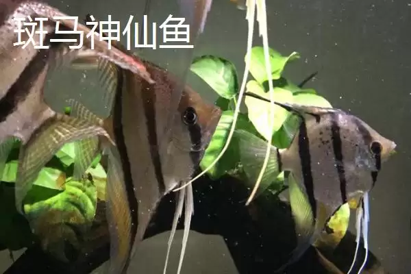 图片[4]-熊猫神仙鱼产地在哪？鱼类产地知识与养鱼重点方法？-会东网