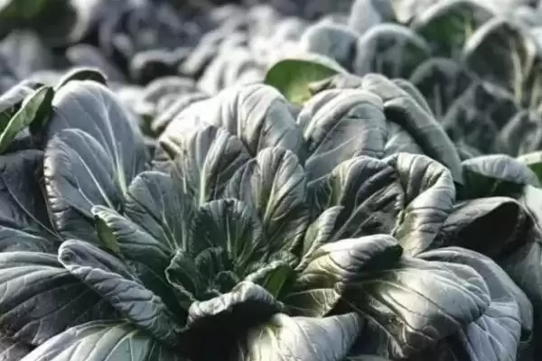 图片[2]-塌菜的收获时间？了解塌菜收获时间要关注哪些生长周期和气候影响要点？-会东网