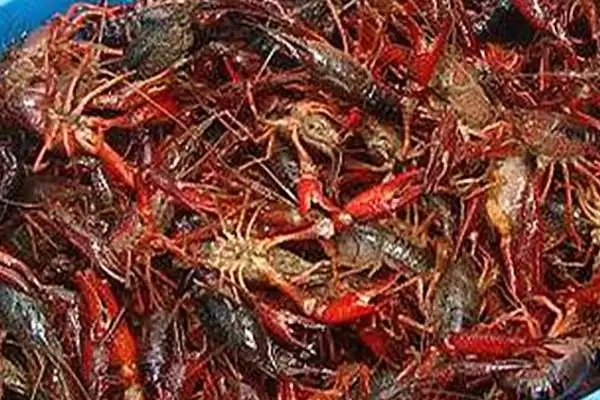 三月份就有小龙虾了吗？判断三月份有无小龙虾要考虑哪些因素？插图2