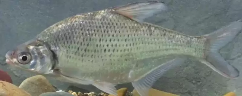 三角鲂是什么鱼?三角鲂知识科普与养鱼重点细节?-会东网