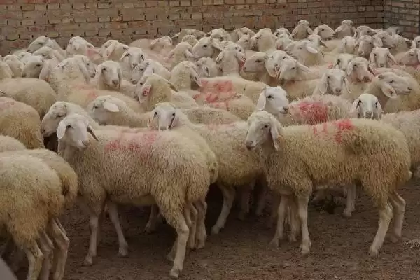 养羊注意问题的方法和重点?养羊注意问题要做好哪些细节?插图4 养羊注意问题的方法和重点?养羊注意问题要做好哪些细节?插图4