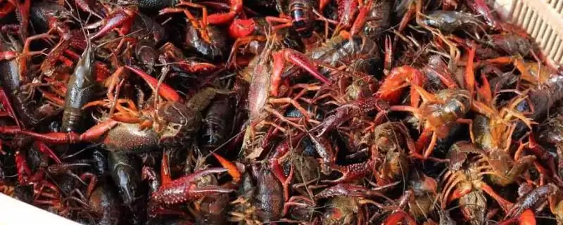 小龙虾收购价格的波动和要点？了解小龙虾收购价格需关注哪些市场因素？-会东网
