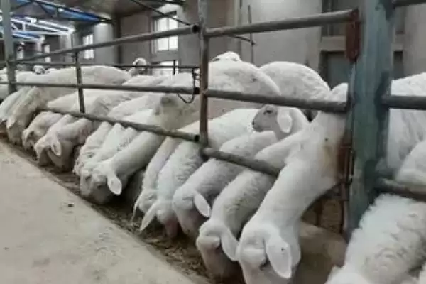 图片[4]-建设标准化养羊场的原则 ,建设羊场有哪些标准化原则-会东网