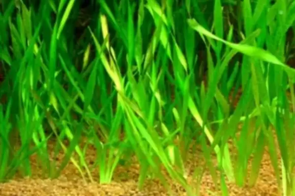 如何挑选苦草种子？挑选苦草种子要遵循哪些科学的挑选标准？插图4