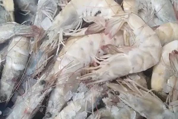 熟虾冷冻十天还能吃吗?判断冷冻十天熟虾能否食用要考虑哪些安全要点?插图2 熟虾冷冻十天还能吃吗?判断冷冻十天熟虾能否食用要考虑哪些安全要点?插图2