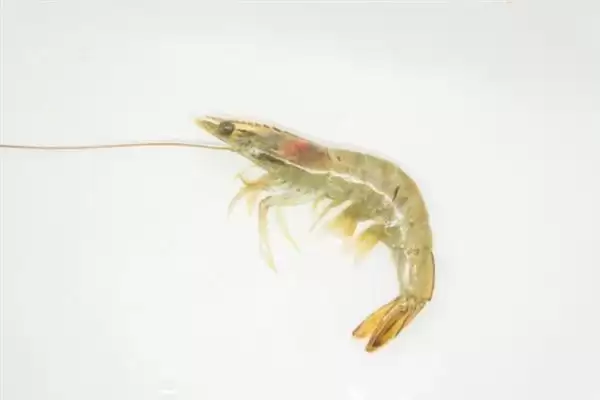 认识中国对虾的方法和重点？认识中国对虾要做好哪些细节？插图1