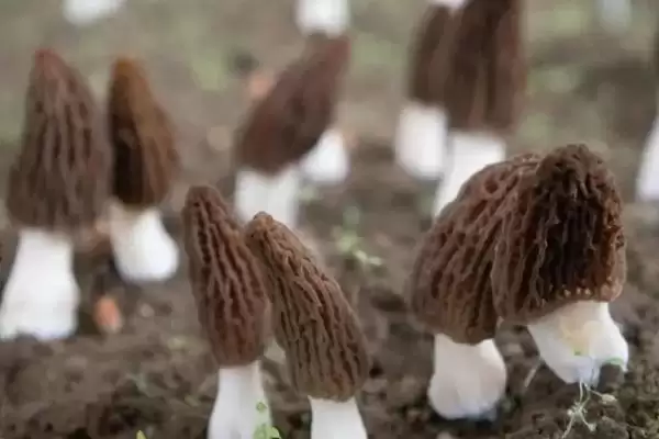 图片[3]-了解羊肚菌生长环境的方法和重点？了解羊肚菌生长环境要做好哪些细节？-会东网