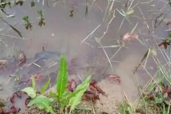 认识养殖小龙虾模式的方法和重点?认识养殖小龙虾模式要做好哪些细节?插图2 认识养殖小龙虾模式的方法和重点?认识养殖小龙虾模式要做好哪些细节?插图2