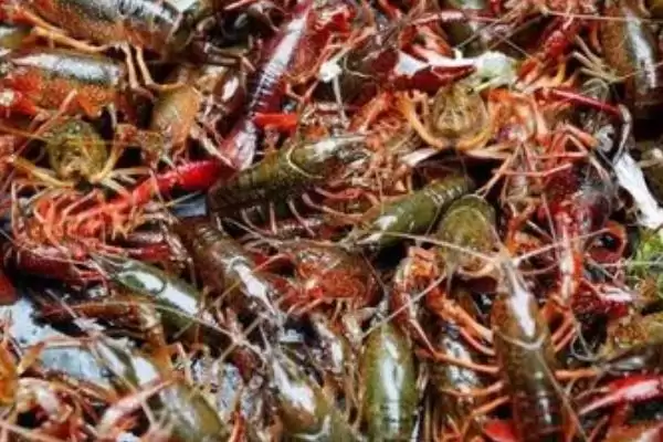 小龙虾危害的种类和要点?了解小龙虾危害需关注哪些关键信息?插图1 小龙虾危害的种类和要点?了解小龙虾危害需关注哪些关键信息?插图1