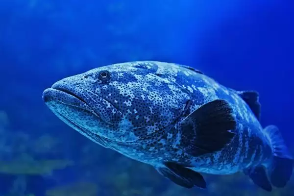 石斑鱼好吃吗?石斑鱼口感认知与养鱼关键细节?插图6 石斑鱼好吃吗?石斑鱼口感认知与养鱼关键细节?插图6