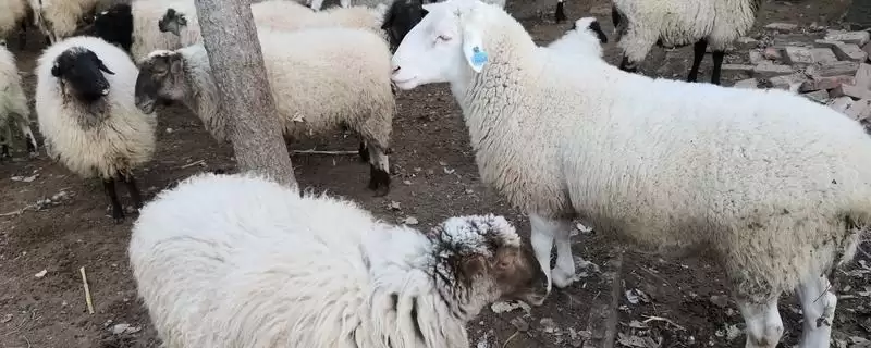 治疗羊胃积食的方法和重点?治疗羊胃积食要做好哪些细节?-会东网