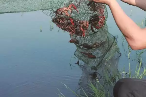 分析养虾利润与成本风险的方法和重点？分析养虾利润与成本风险要做好哪些细节？插图2