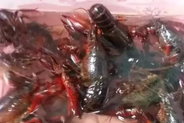 小龙虾养殖的方法和要点？养殖小龙虾要掌握哪些关键技术步骤？插图3