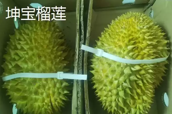 图片[8]-榴莲的防氧化保存方法 ,榴莲放冰箱冷冻有何好处呢？-会东网