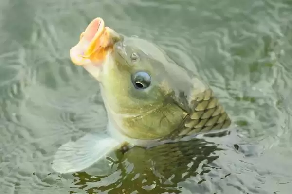 图片[4]-夏天钓鲤鱼用什么漂？夏季钓鲤浮漂选择与养鱼关键细节探讨？-会东网