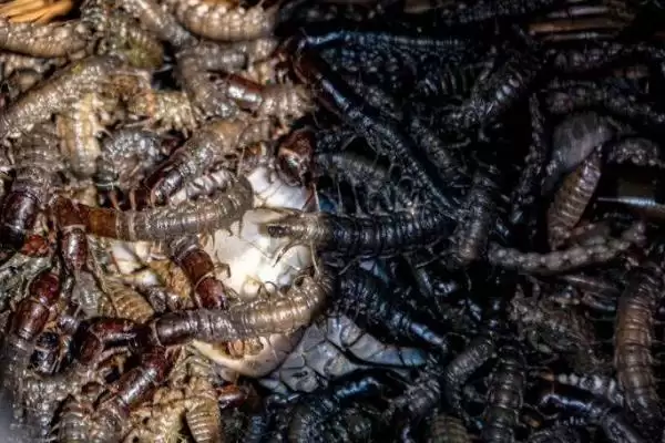 爬沙虫生长习性探秘:白天藏在阴暗处的生存之道插图4 爬沙虫生长习性探秘:白天藏在阴暗处的生存之道插图4