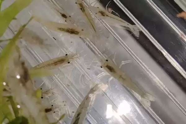 图片[2]-如何在家里养小虾？在家里养小虾要掌握哪些合适的饲养方法？-会东网