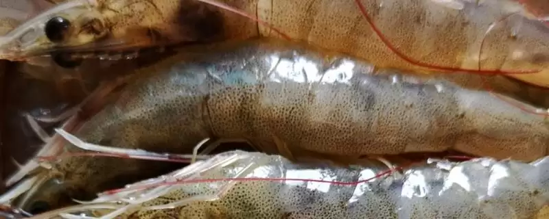 认识中国对虾的方法和重点？认识中国对虾要做好哪些细节？-会东网