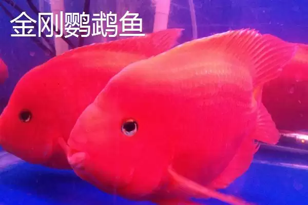 图片[4]-什么是发财鱼？发财鱼知识科普与养鱼方法要点？-会东网