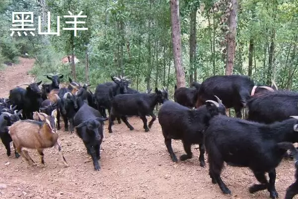 图片[5]-南方养羊品种推荐：黑山羊、南江黄羊、黄淮山羊的优势-会东网