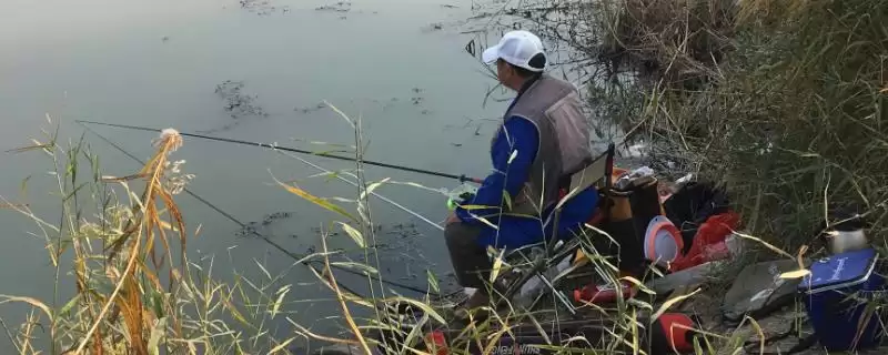 野钓适合用啥鱼竿?野钓鱼竿选择与养鱼重点事项?-会东网