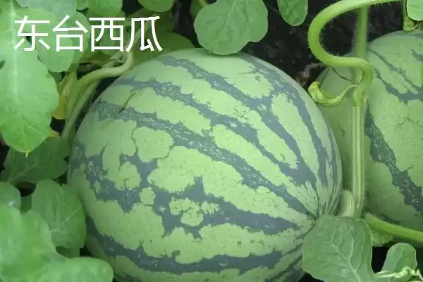 图片[2]-江苏东台的特产 ,江苏东台有什么知名特产呢-会东网